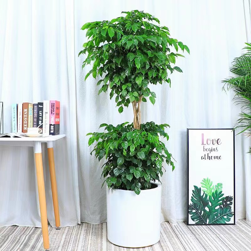 筱雨【双层幸福树】两层绿宝大型绿植盆栽室内养殖玄关客厅乔迁送礼