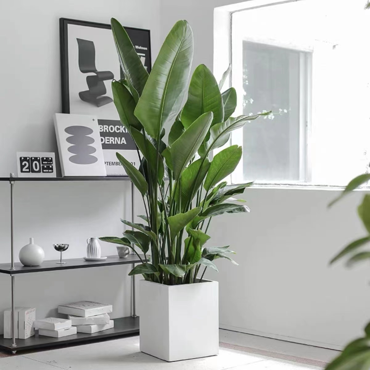 【天堂鸟】1.2-1.5米北欧ins风大型绿植盆栽室内好养观叶懒人绿植