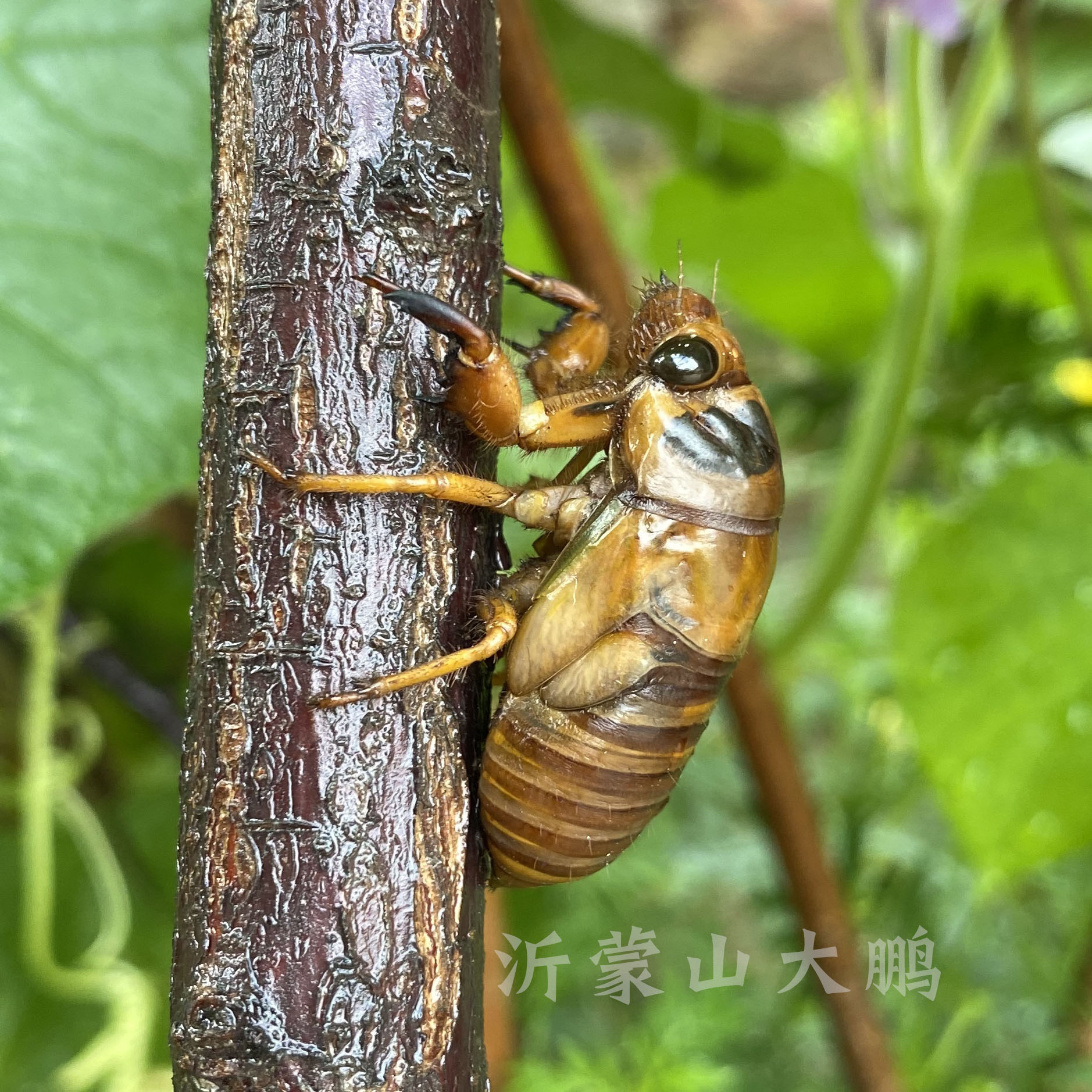 结溜龟 爬叉 蝉蛹 知了