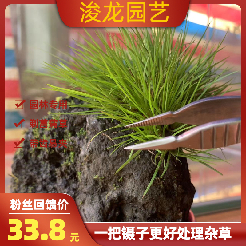 浚龙园艺菖蒲剔黄镊子剔黄拔叶镊子盆景室内外菖蒲专用