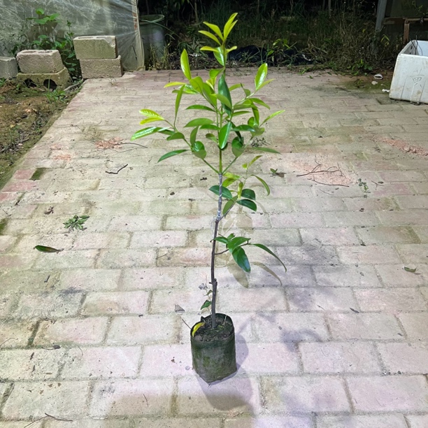 岭南黄金山竹嫁接苗三年苗盆栽栽培地栽种植带土带叶子
