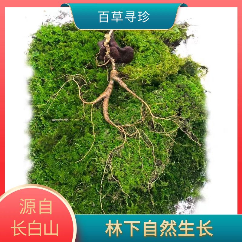 【百草寻珍】 长白山 林下鲜人参 直播改价专用