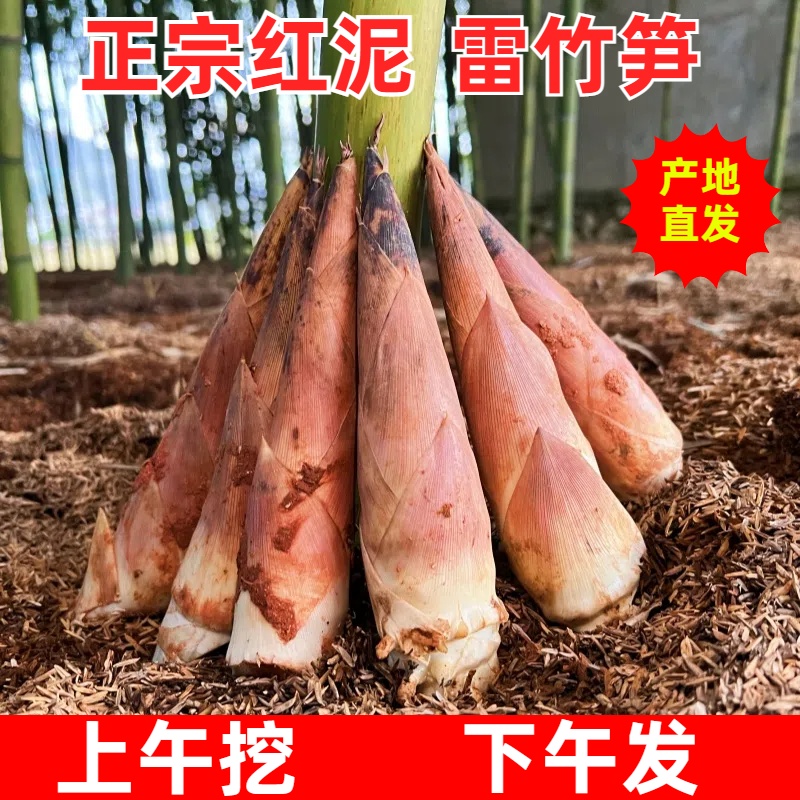 【现挖现发】江西万年雷笋产地直发早园笋芽头笋腌笃鲜手剥笋砻糠笋
