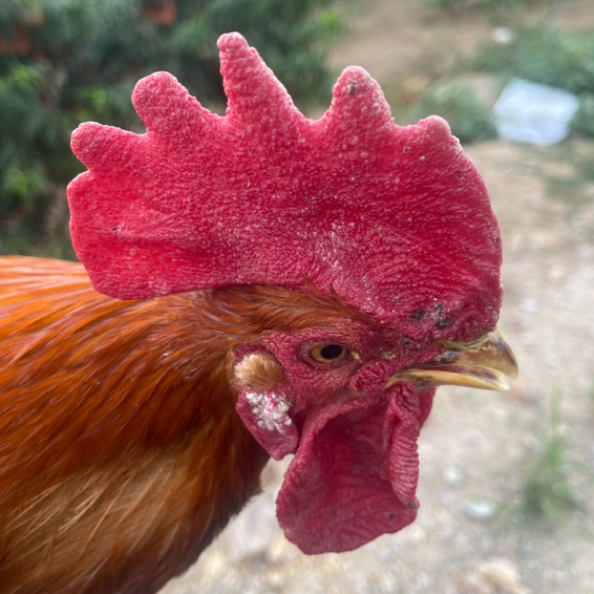 森牧农散养5年老公鸡溜达土鸡新鲜宰杀老公鸡净重3斤以上