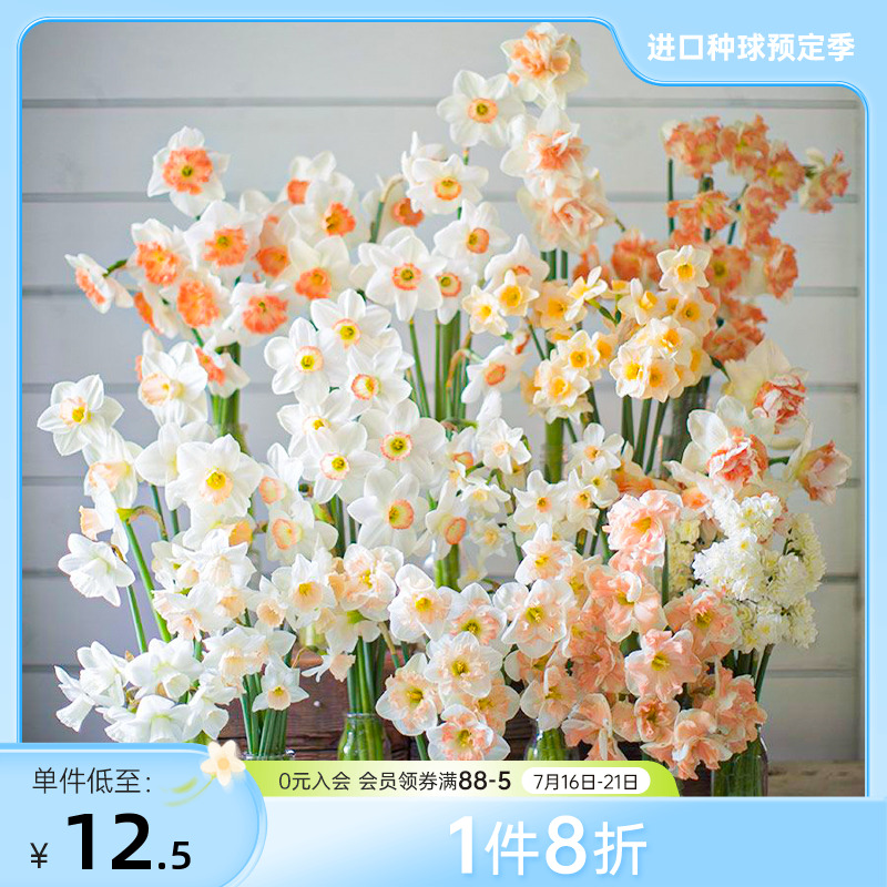 海蒂的花园洋水仙种球进口利普利特纸白荷兰船长重瓣地栽盆栽球根