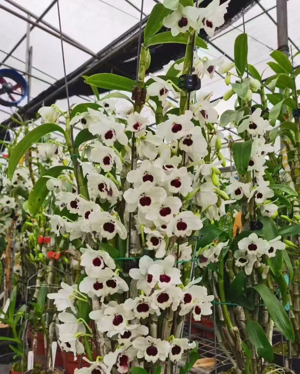 春石斛白国王爆花款