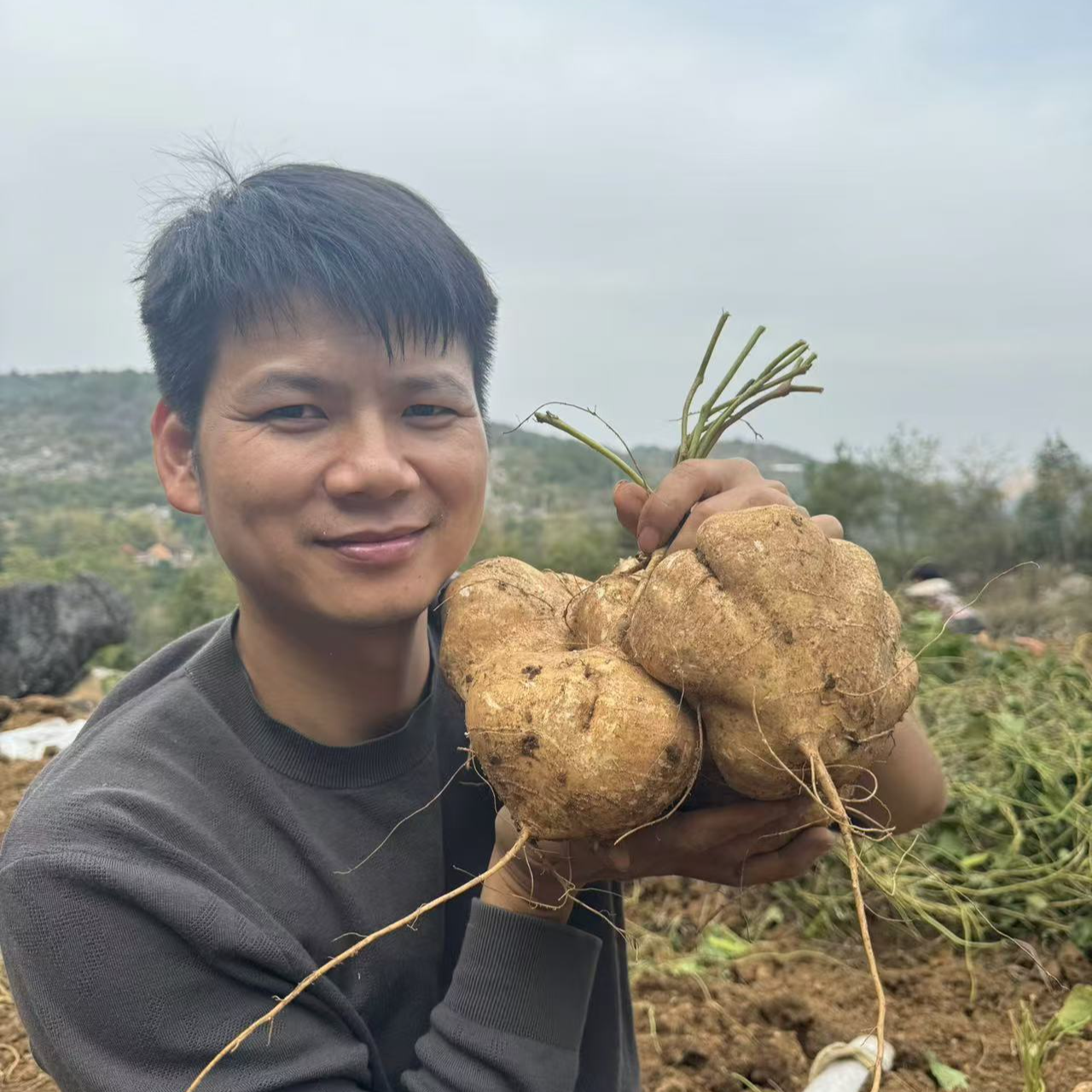 （顺丰包邮）湖南高山山地凉薯  清甜口味 