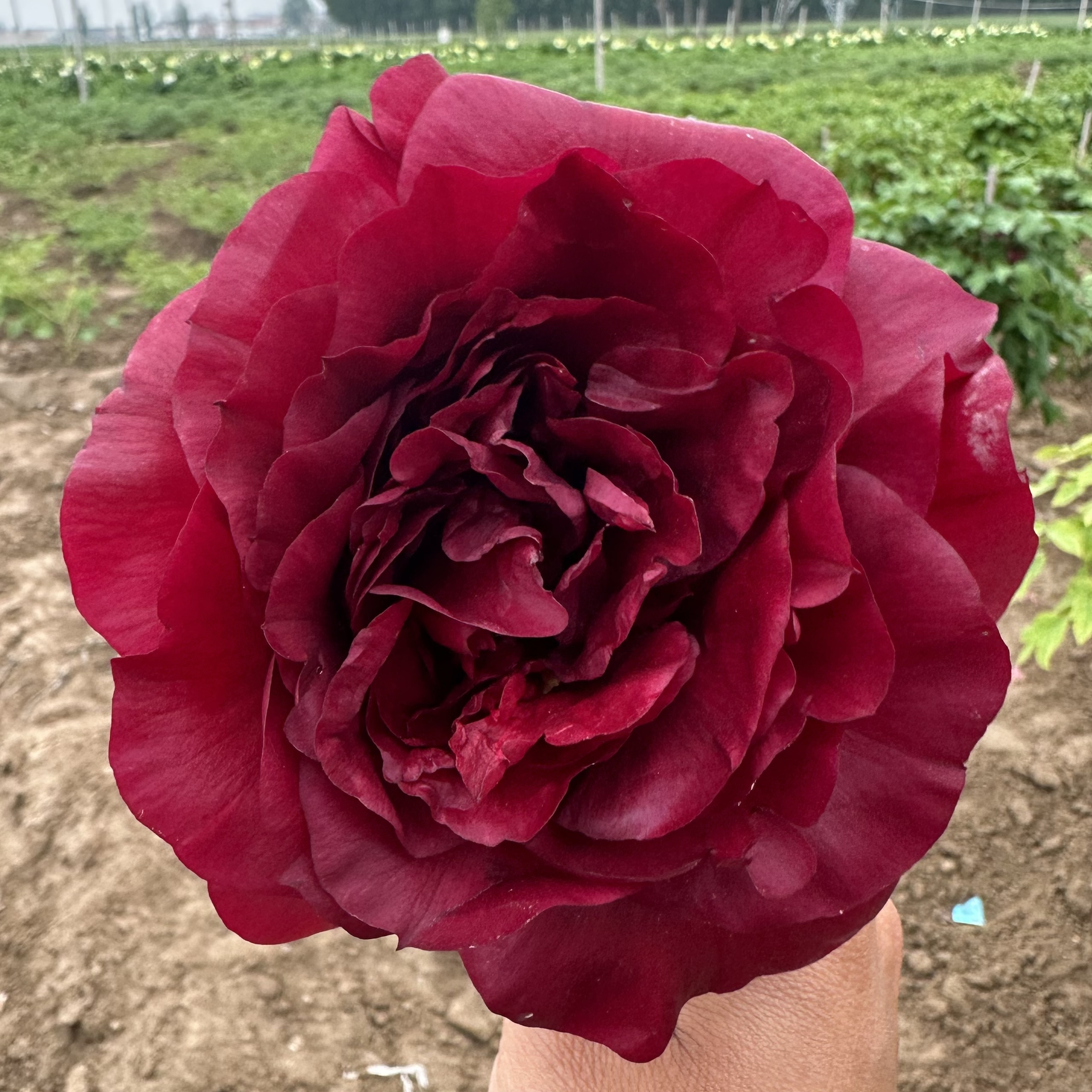 【原盆原土-洛林之血】洛阳正品重瓣大花室内庭院基地直发牡丹花