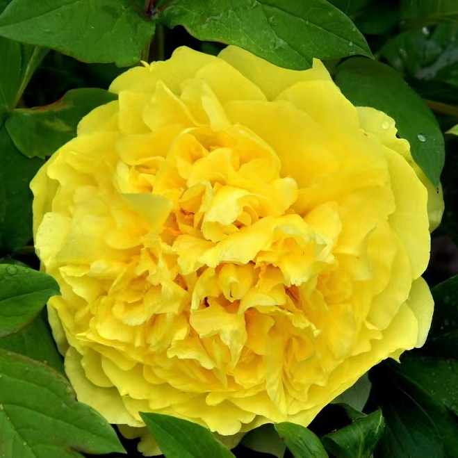 【原盆原土-金晃】正品牡丹重瓣大花室内庭院基地直发牡丹好养