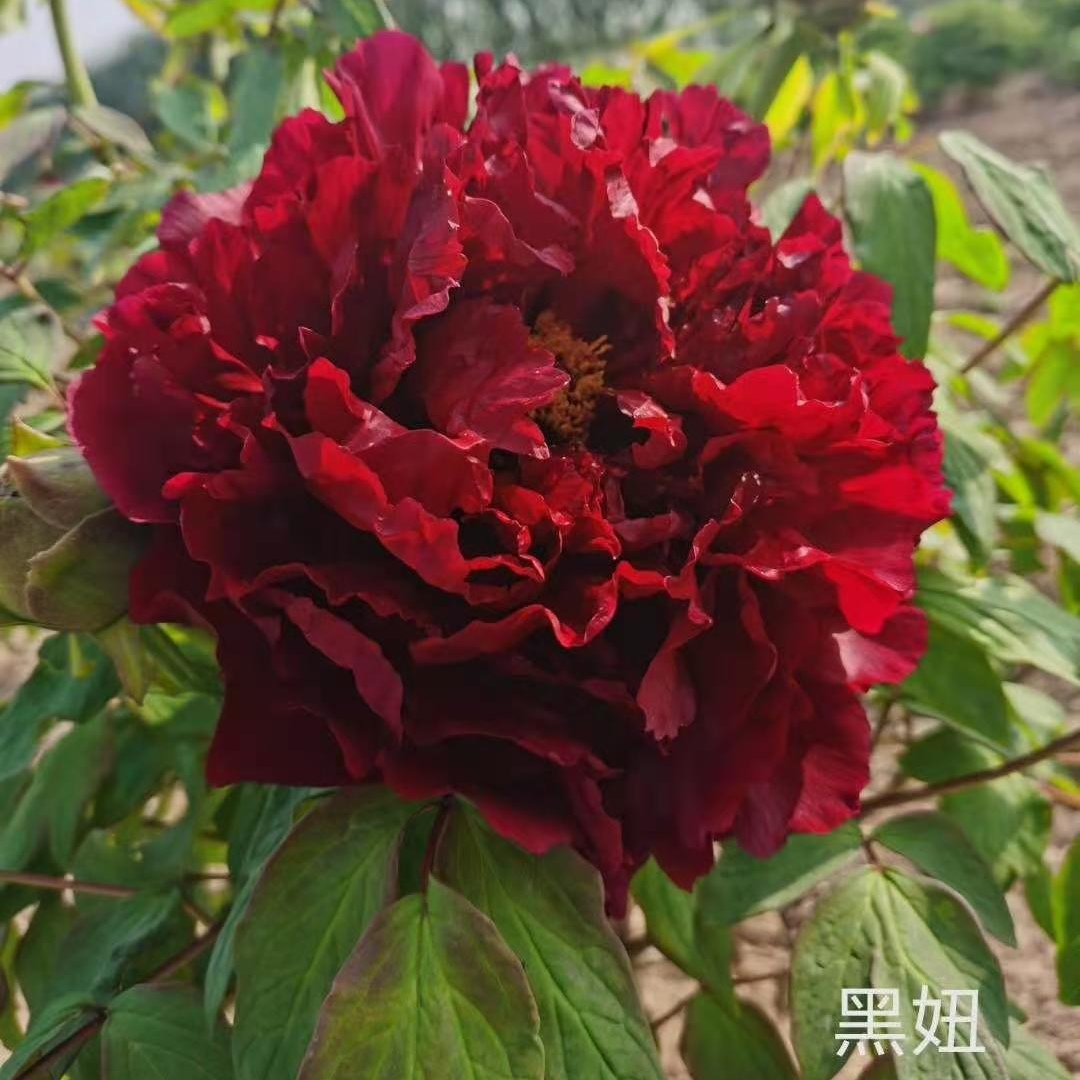 【原盆原土-黑妞】重瓣大花室内庭院基地直发牡丹花包对版花卉好养