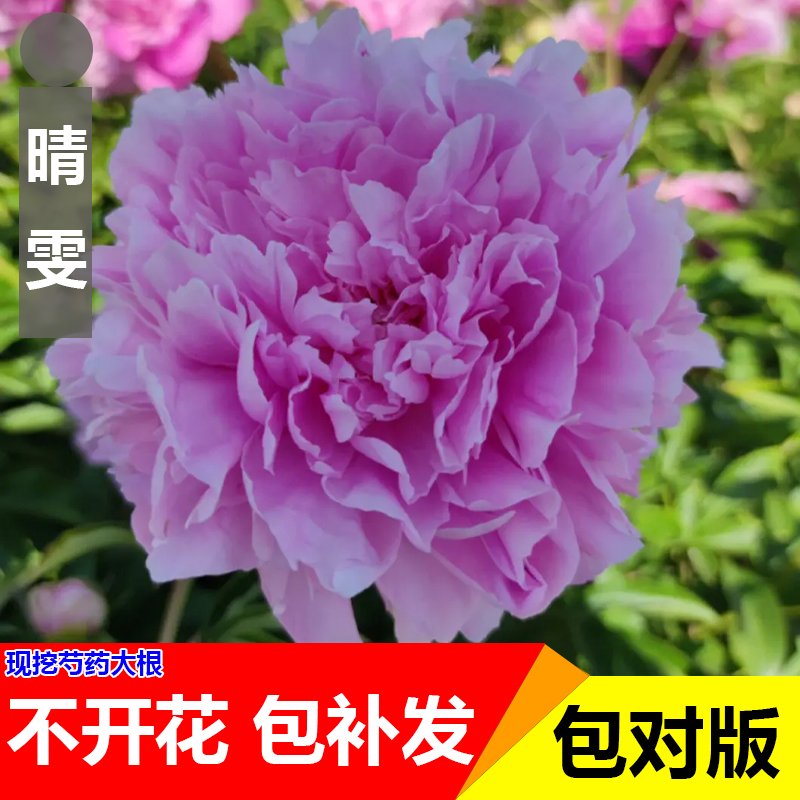 【原盆原土-晴雯】芍药牡丹花苗重瓣浓香花卉正宗观赏重瓣芍药牡丹