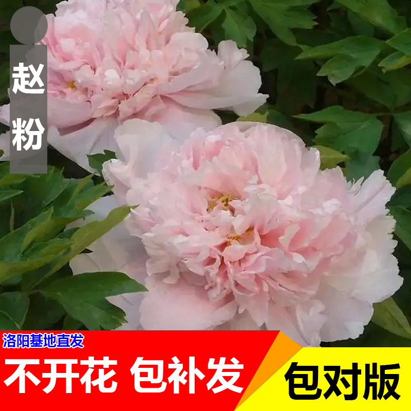 【原盆原土-赵粉】洛阳正品牡丹重瓣大花室内庭院基地直发包对版