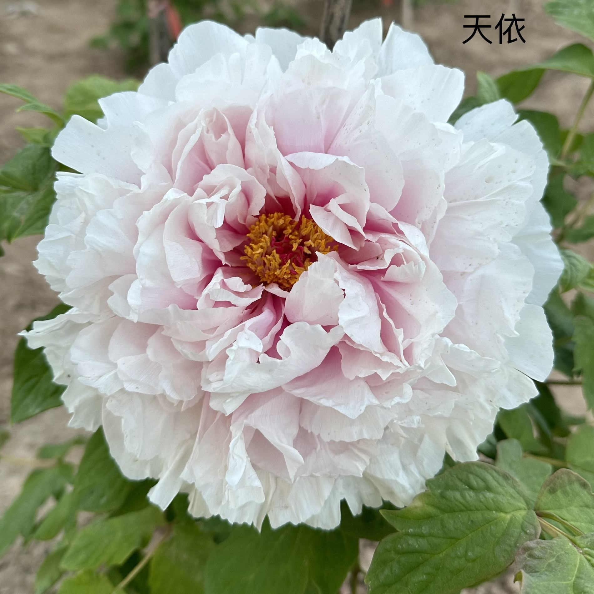 【原盆原土-天依】正品牡丹重瓣大花室内庭院基地直发牡丹耐寒好养