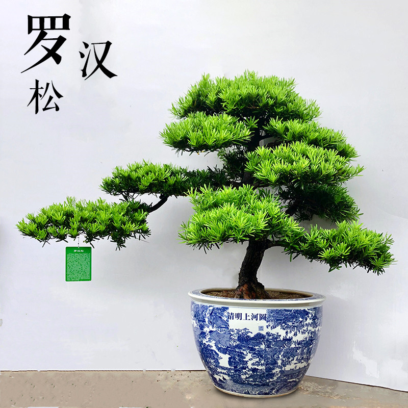 奢美盆景 一物一拍 以直播间实物为准 罗汉松 米叶罗汉松