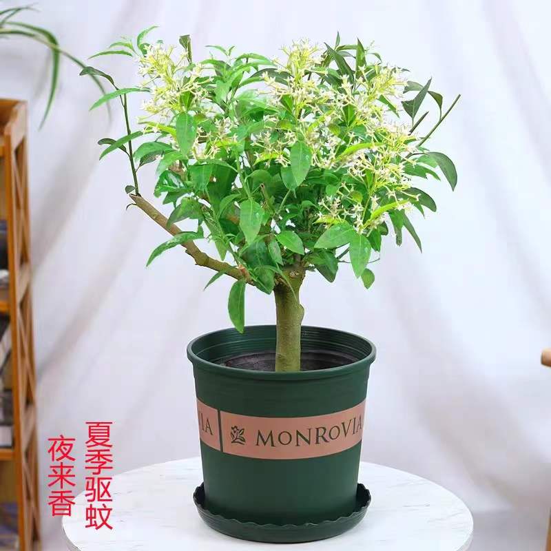 夜来香花树苗盆栽阳台庭院室外香草驱蚊植物浓香四季常青当年开花