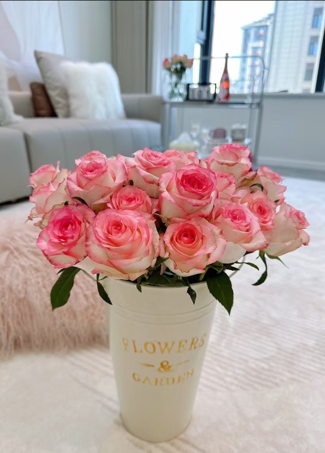 【艾莎】艾莎玫瑰