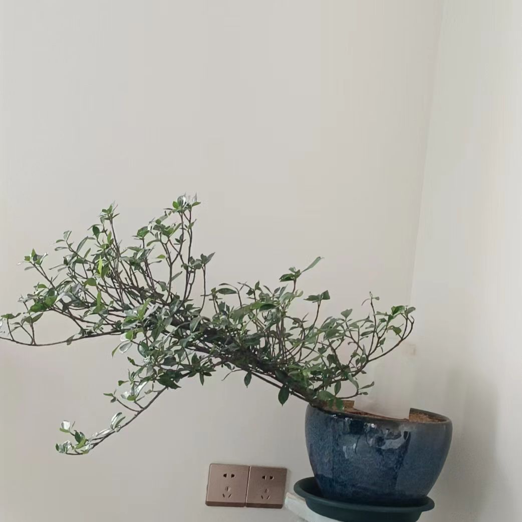 椿花  直播链接 一物一拍 