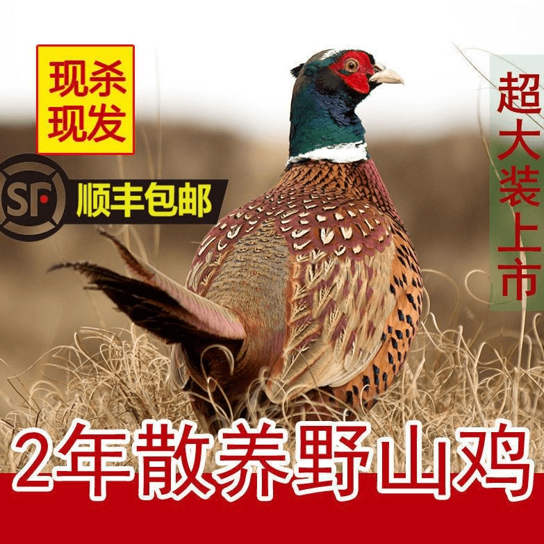 【尝鲜福利款】买一送一 现杀速冻七彩山鸡单只净重2-2.5斤顺丰包邮