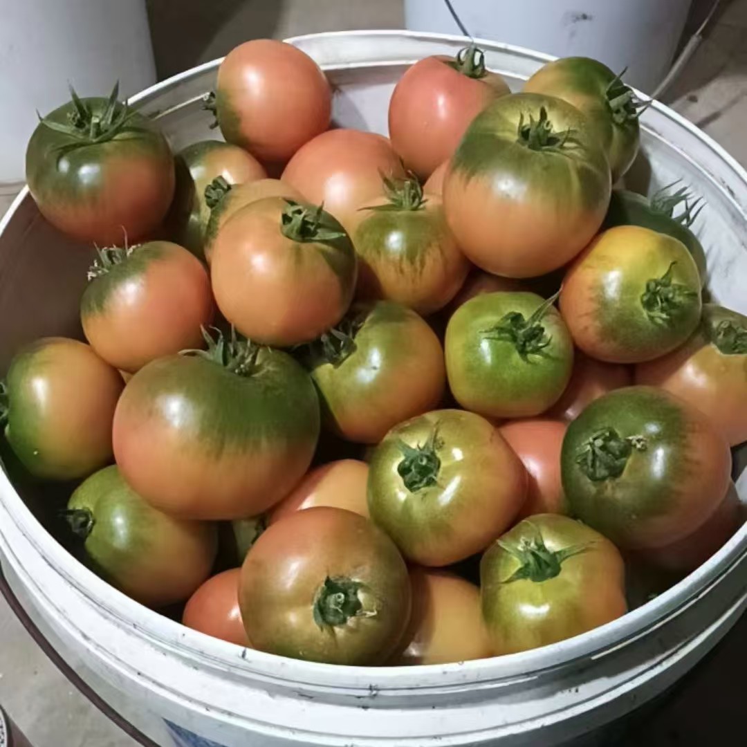 草莓西红柿4.8- 5斤装 25个左右