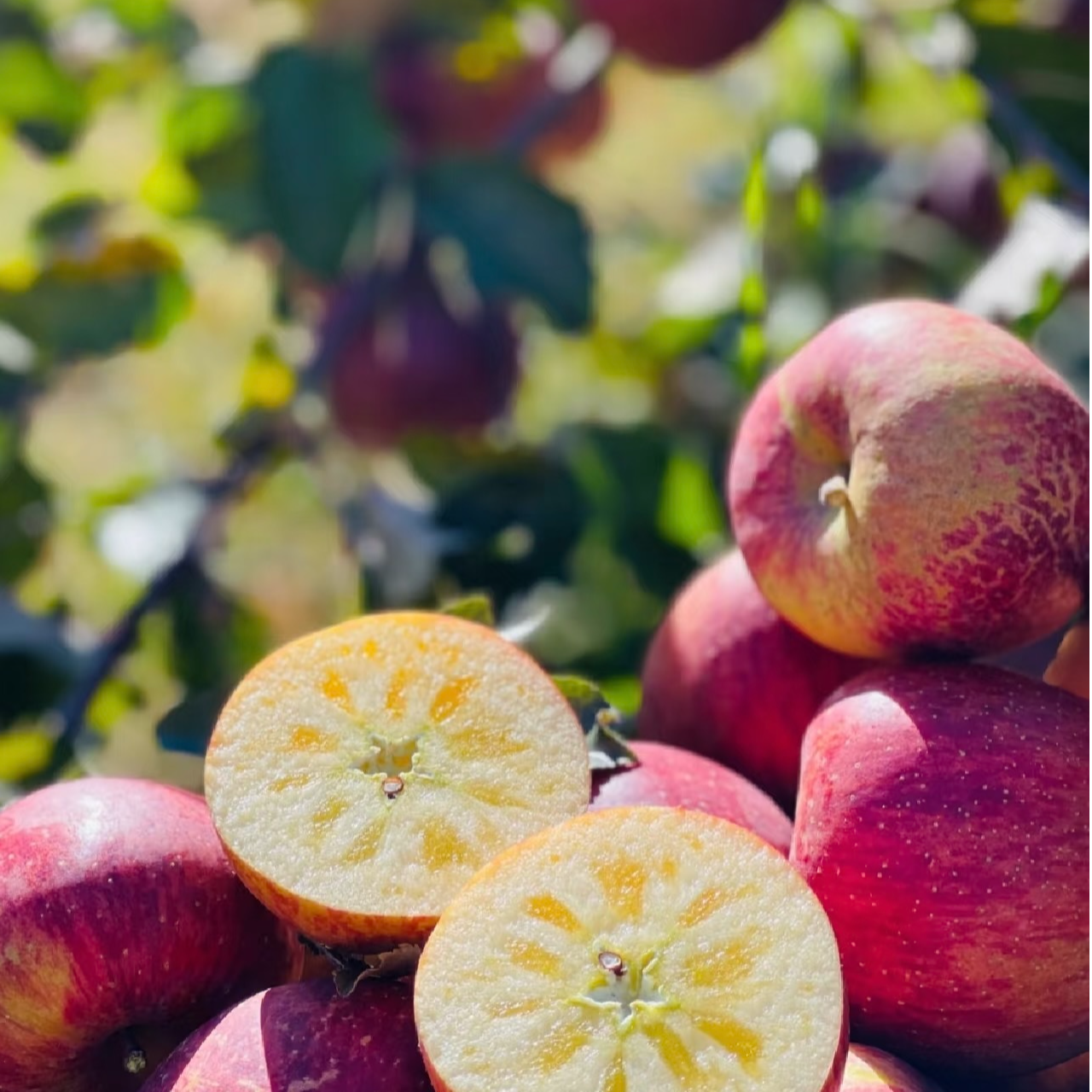 昭通精品红富士糖心丑苹果正宗果园新鲜现摘现发自然生长果香汁多