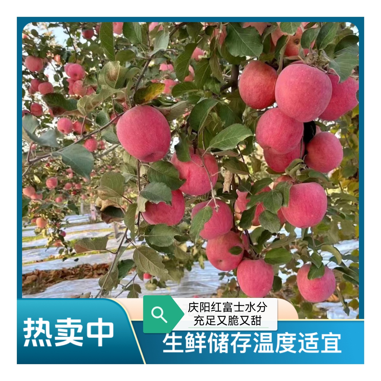 【满箱】甘肃庆阳果农自产自销（红富士）果型圆润脆甜可口