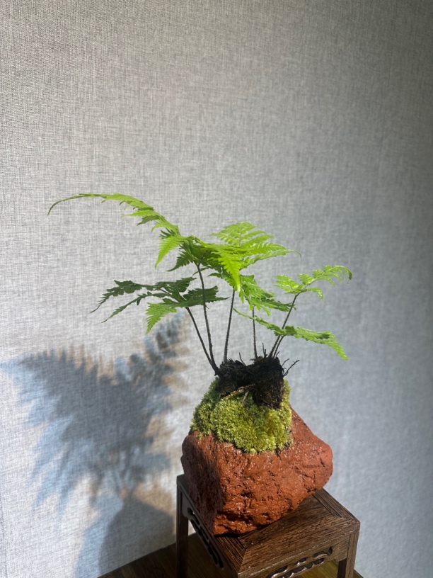火山石红鳞蕨带盆栽办公室茶室室内盆景绿植好发货蕨类植物小天使