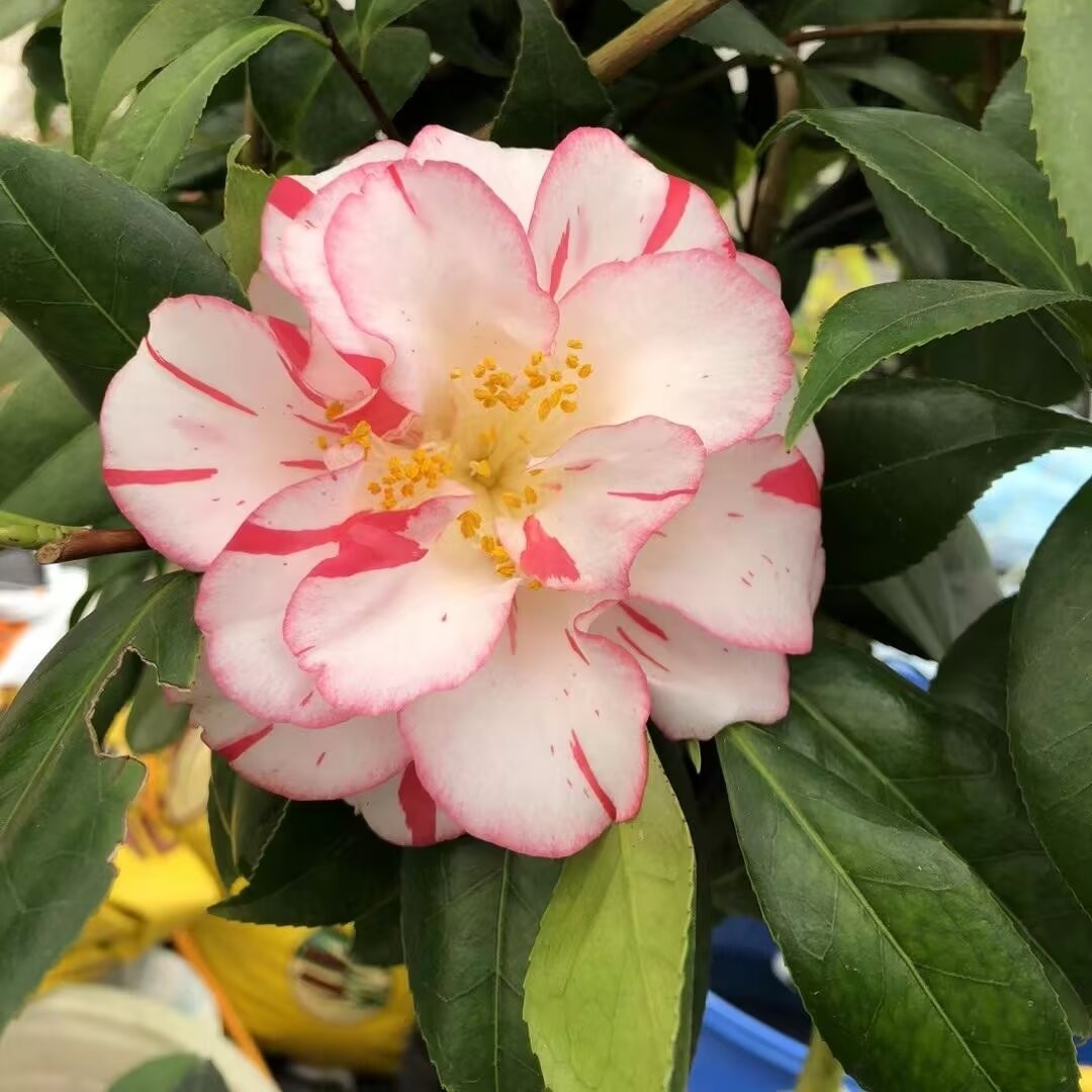 24年新品日系雅子覆轮雅子半重瓣白底洒红条中型花基地直销对版