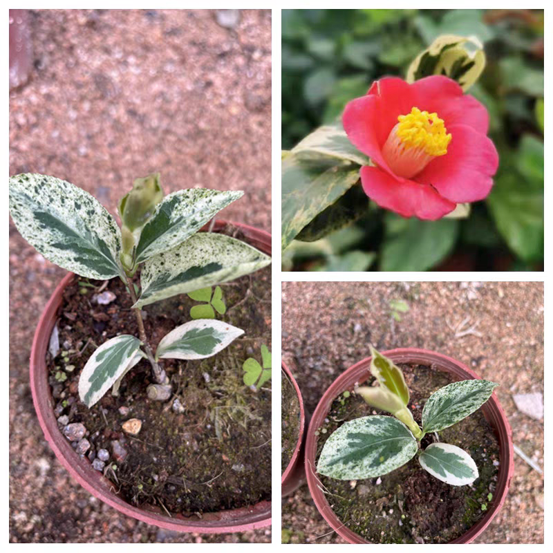 越之吹雪茶花  日系茶花   彩叶系列珍稀品种苗较小介意慎拍