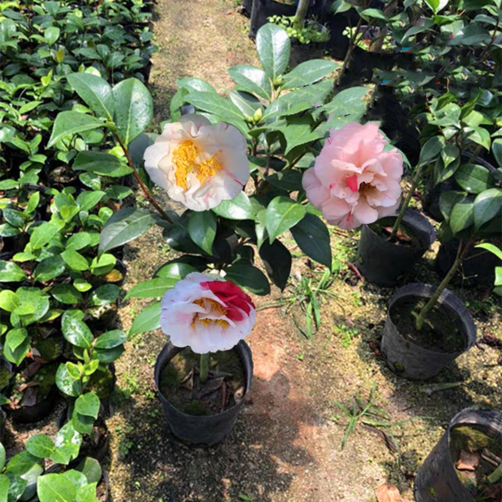 香太阳茶花苗多色系木本花卉盆栽阳台植物2-4年苗