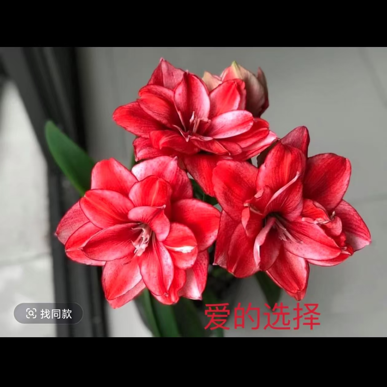 【爱的选择】★澳洲重瓣朱顶红种球室内外盆栽花卉原生小球北方根系