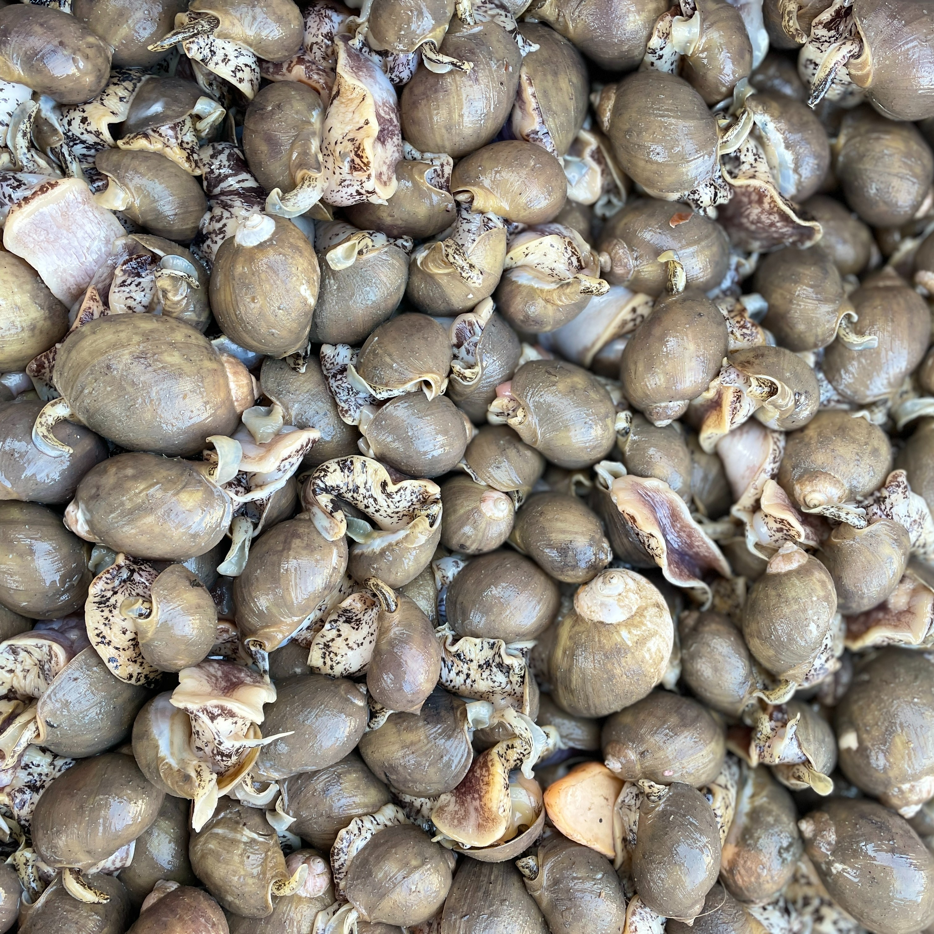 【假鲍鱼】4斤鲍螺老婆脚速冻发货顺丰包邮