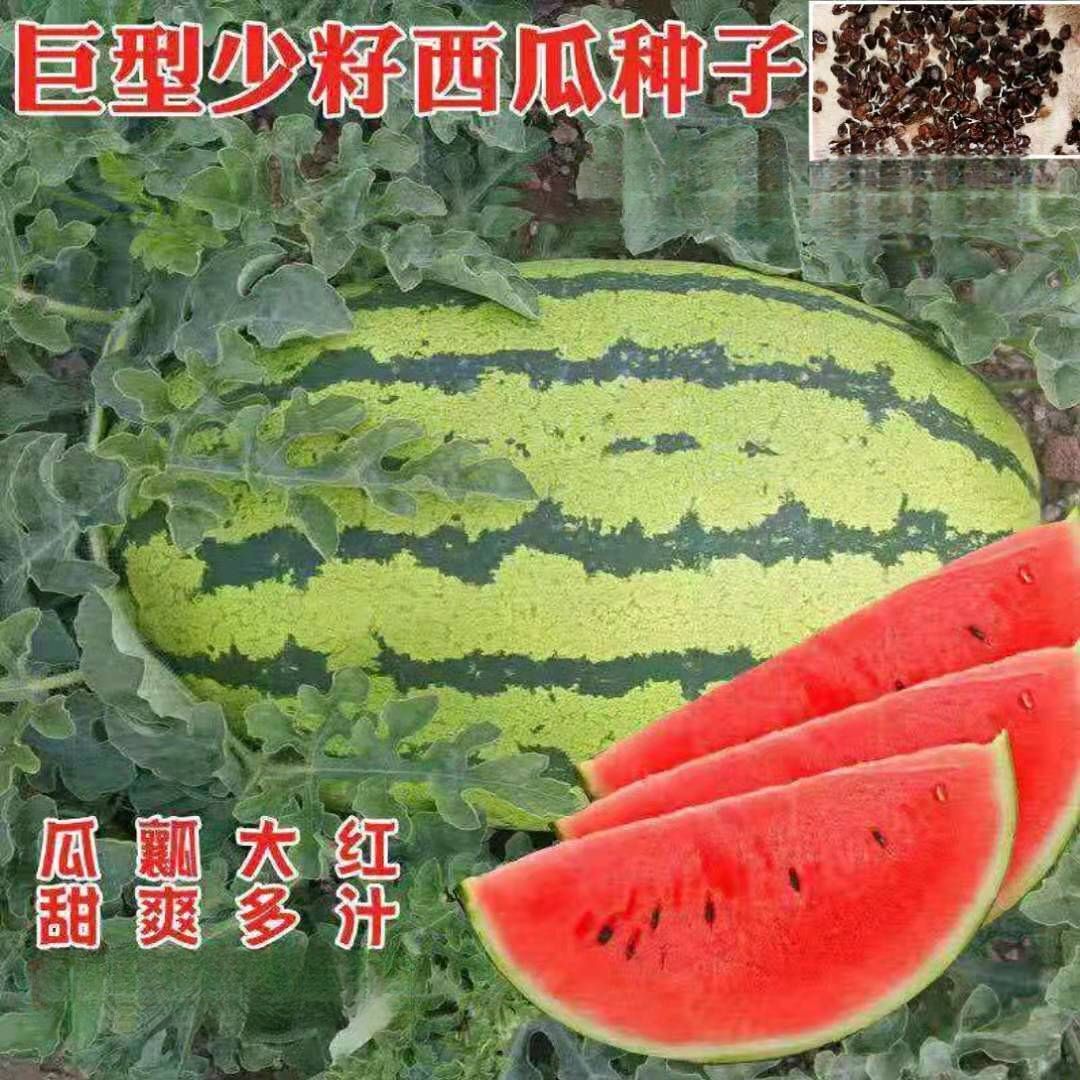 【懒汉西瓜种子】高产甜早熟四季播无籽农科院大水果西瓜籽