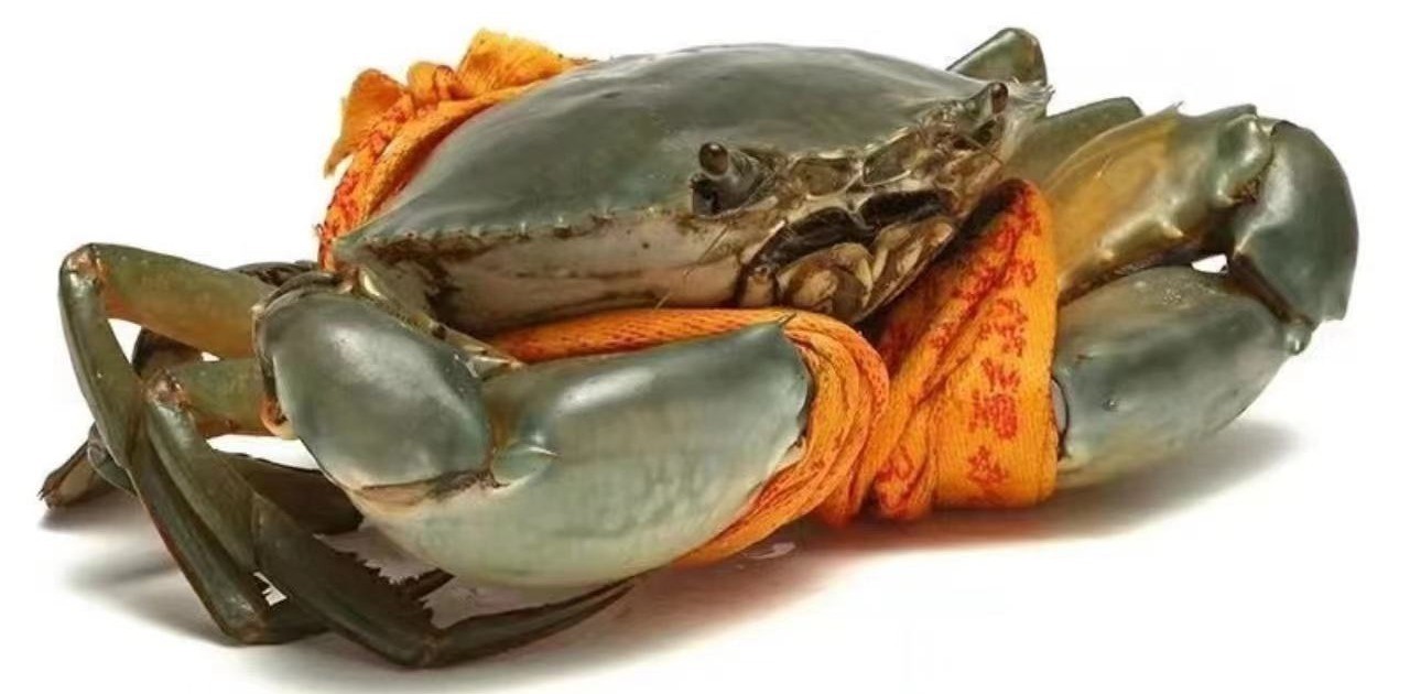 大膏蟹3.2到3.4两重满肉满黄