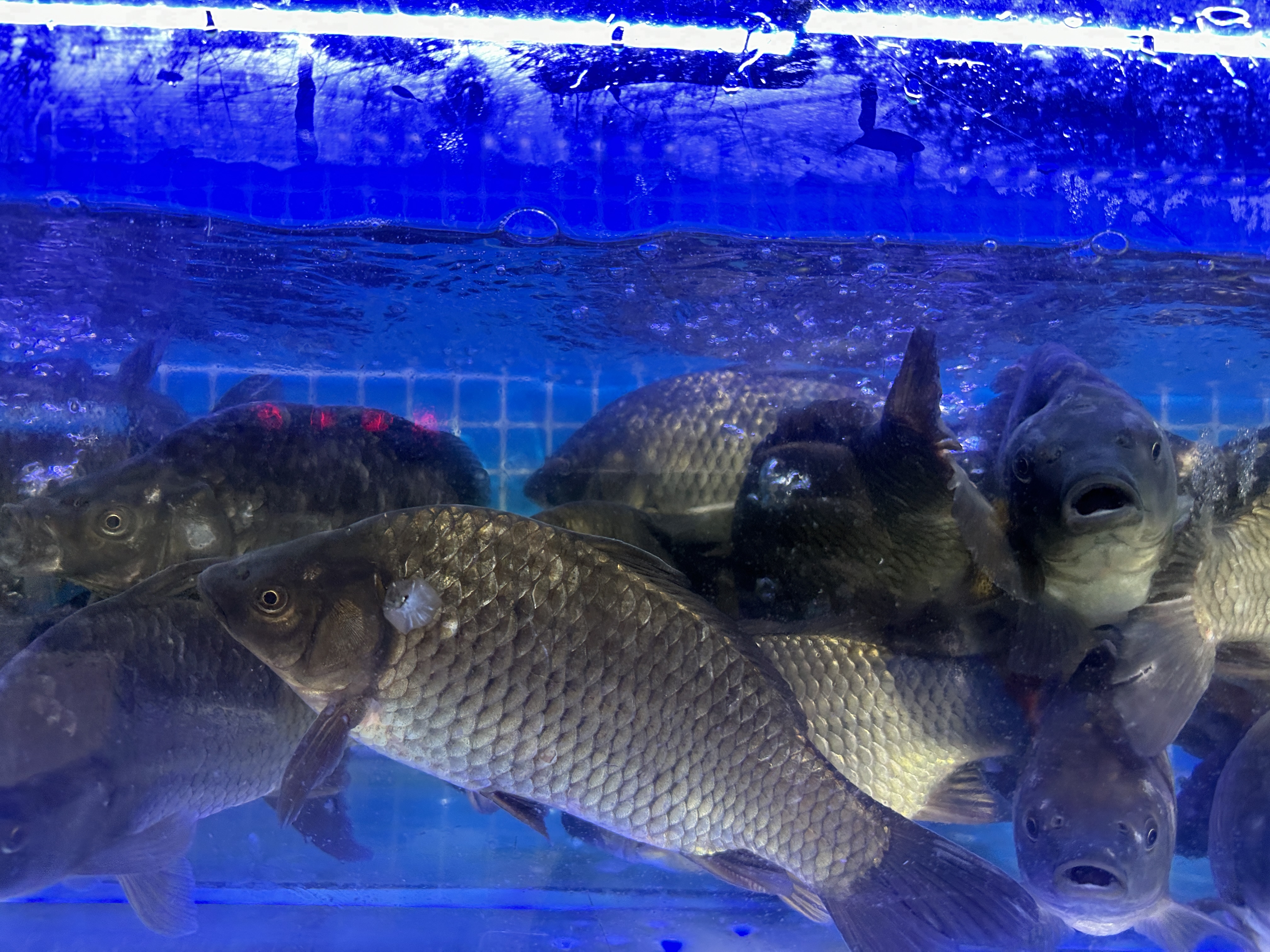 千岛湖鲫鱼1.2斤到1.5斤
