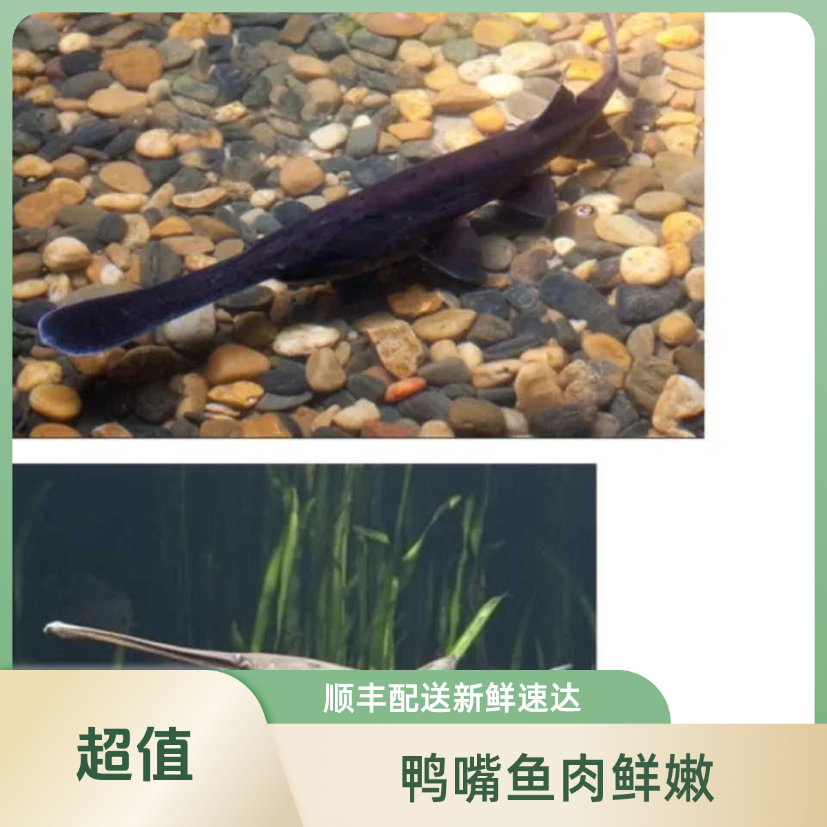 鸭嘴兽新无骨软骨无刺新鲜礼品淡水顺丰淡水鱼鸭嘴鱼冰鲜可食用