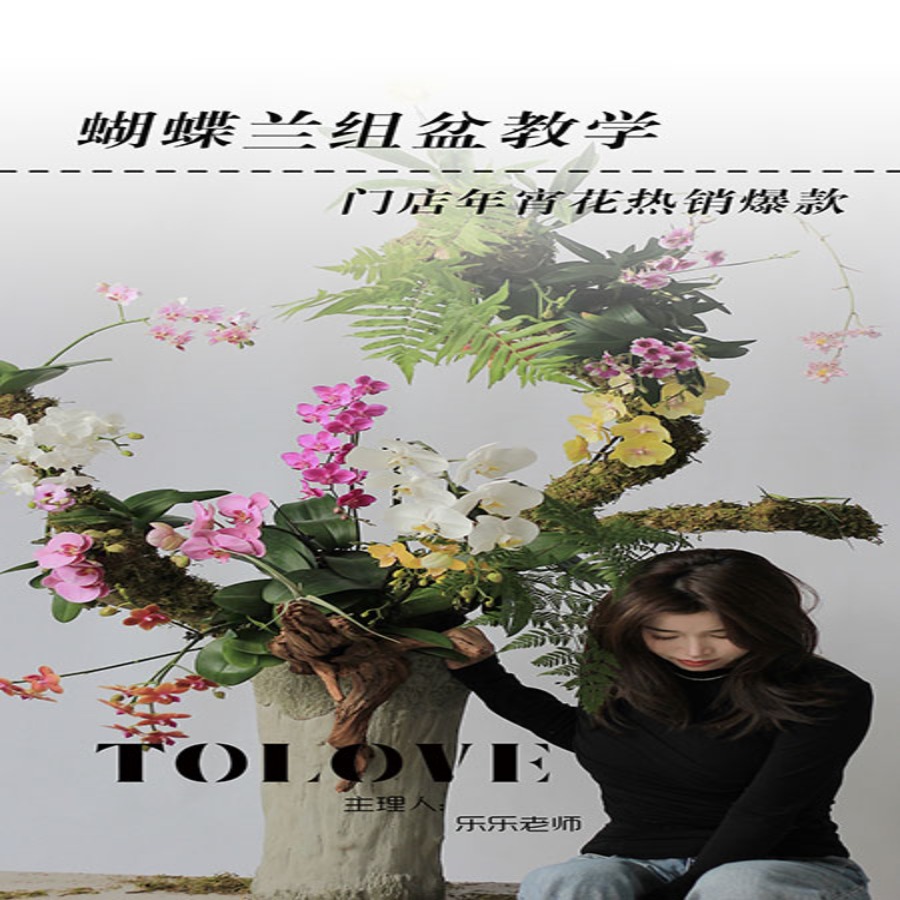 （苹果专拍）蝴蝶兰组盆教学(年宵花热销爆款)