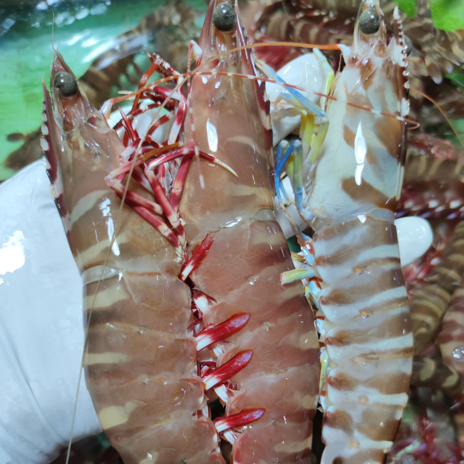 北海海鲜原产地野生海捕红脚红爪虾鬼虾2500g