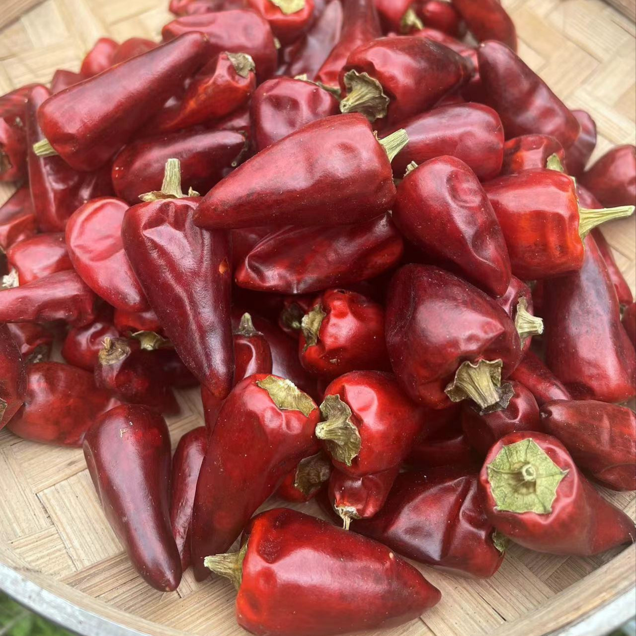 贵州遵义干红辣椒中辣子弹头辣椒特香超香红辣椒250克/500克