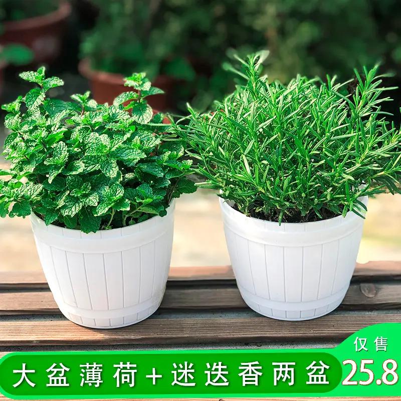 新品两盆忒便宜！薄荷盆栽可食用新鲜薄荷叶迷迭香盆栽牛排用香草