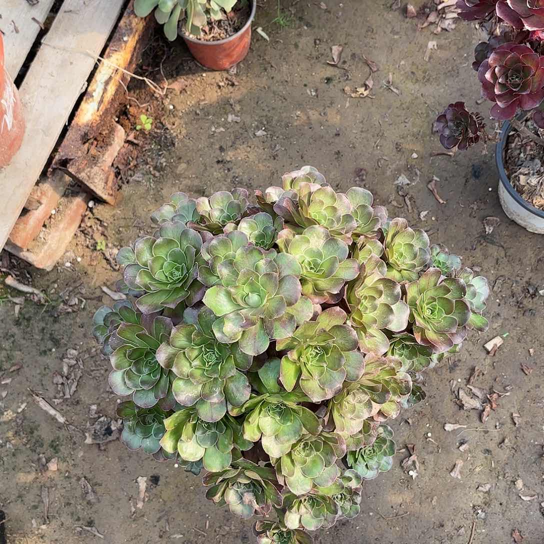 红陶哈哈哈哈哈哈哈哈哈