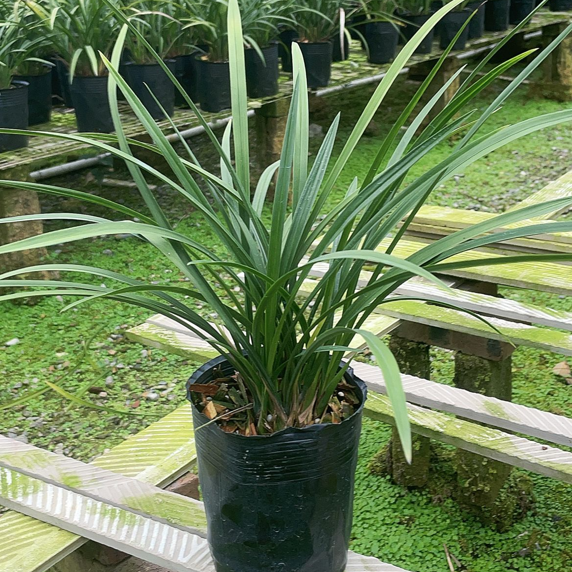 春兰春晖浓香（晨光）