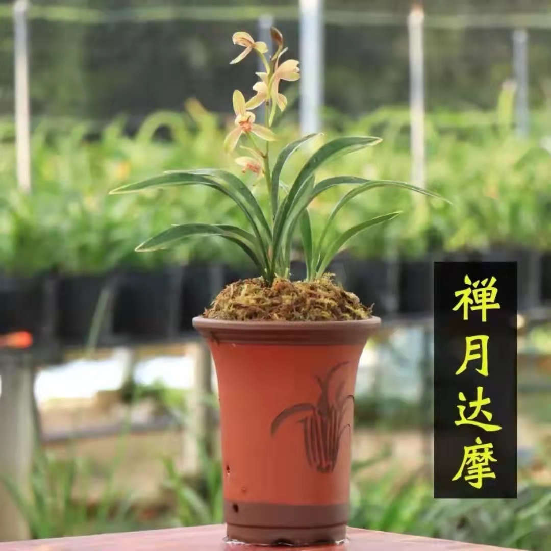 建兰（金边禅悦达摩）