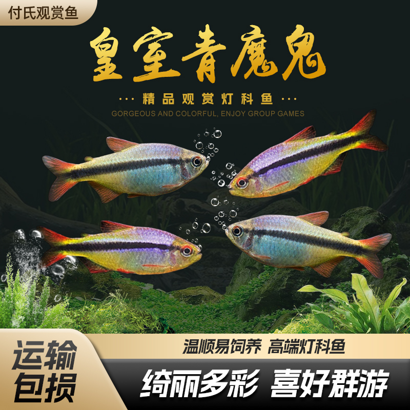 皇室青魔鬼灯鱼南美稀有灯鱼草缸群游活体高端灯科鱼小型热带鱼