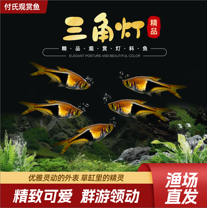 三角灯鱼灯科鱼金三角饲养小型鱼热带观赏鱼淡水鱼群游鱼活体