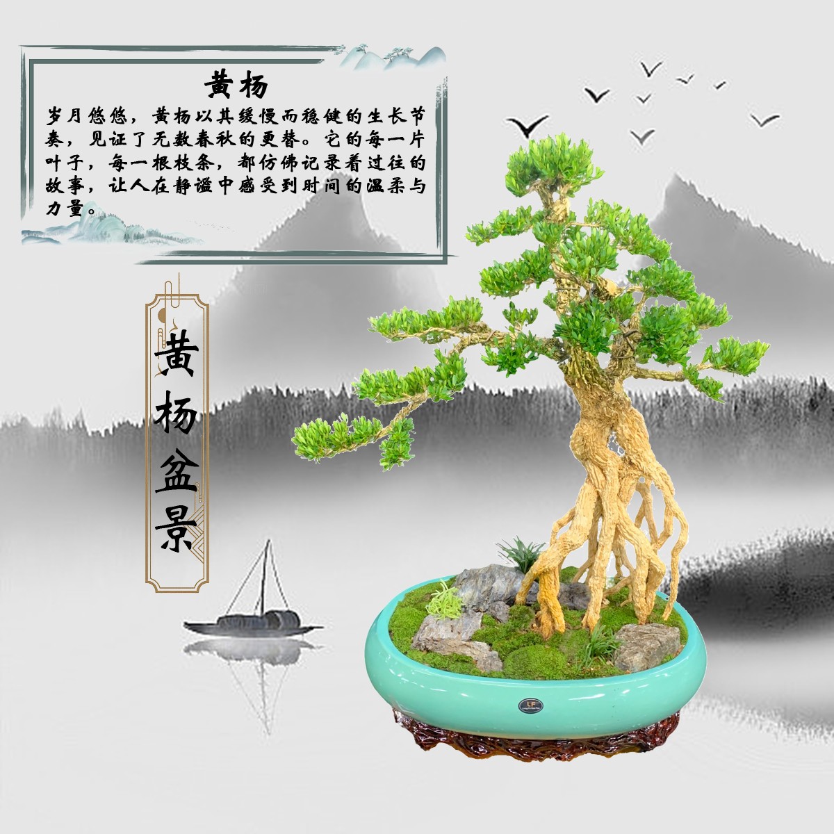 【191号】悬崖高提根黄杨盆景造型独特老桩四季常青雀舌小叶植物