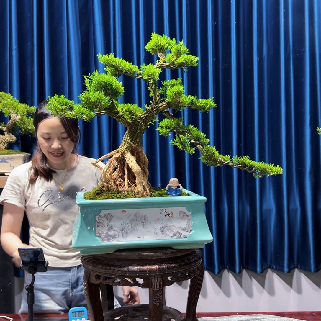 广东盆景艺术黄杨