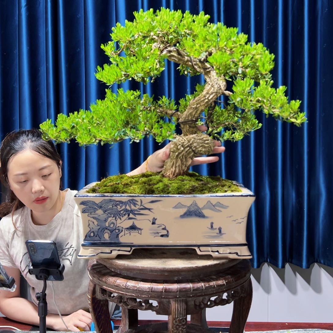 广东盆景艺术黄杨