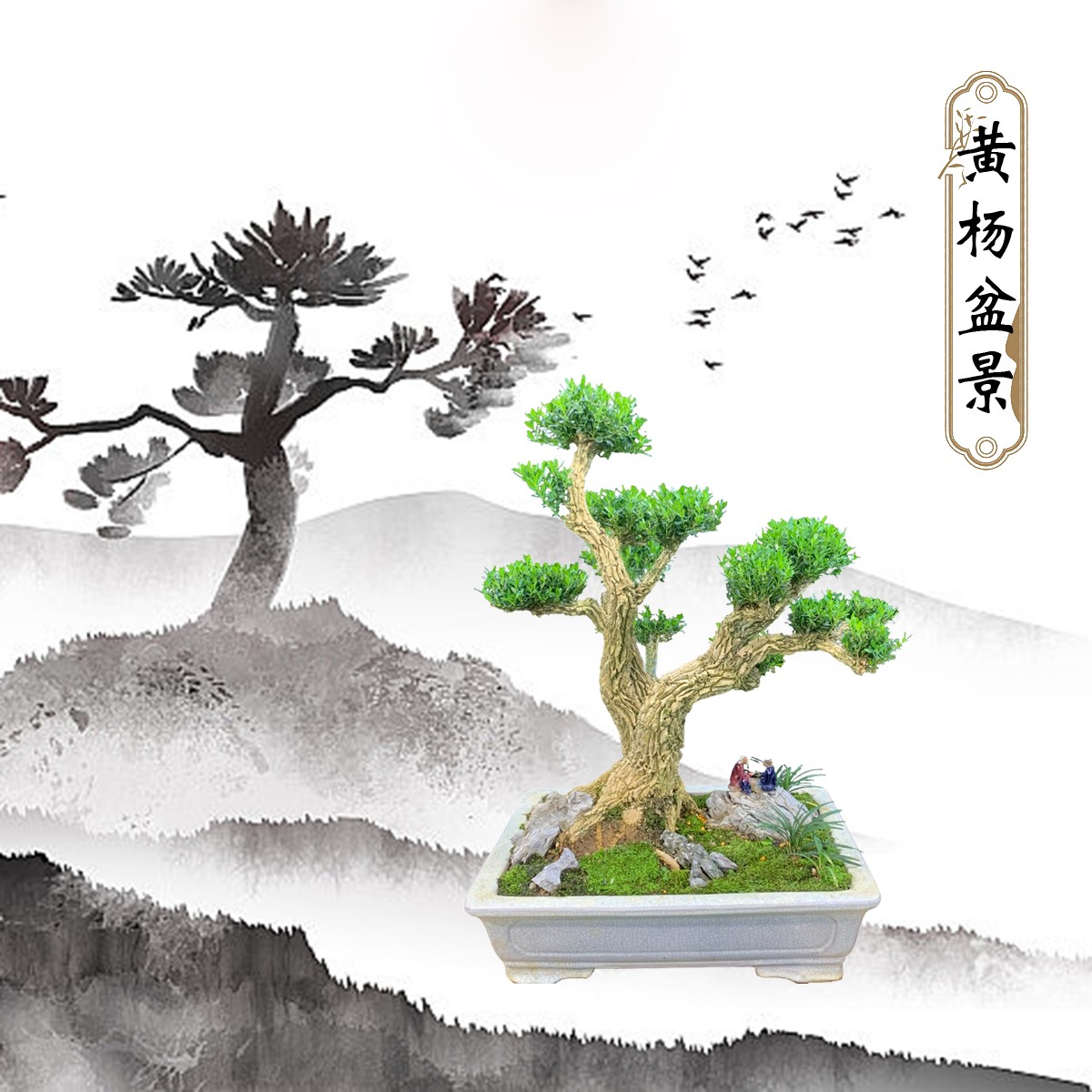 【456号】黄杨盆景矮霸老桩造型办公室植物绿植盆栽雀舌小叶皱皮