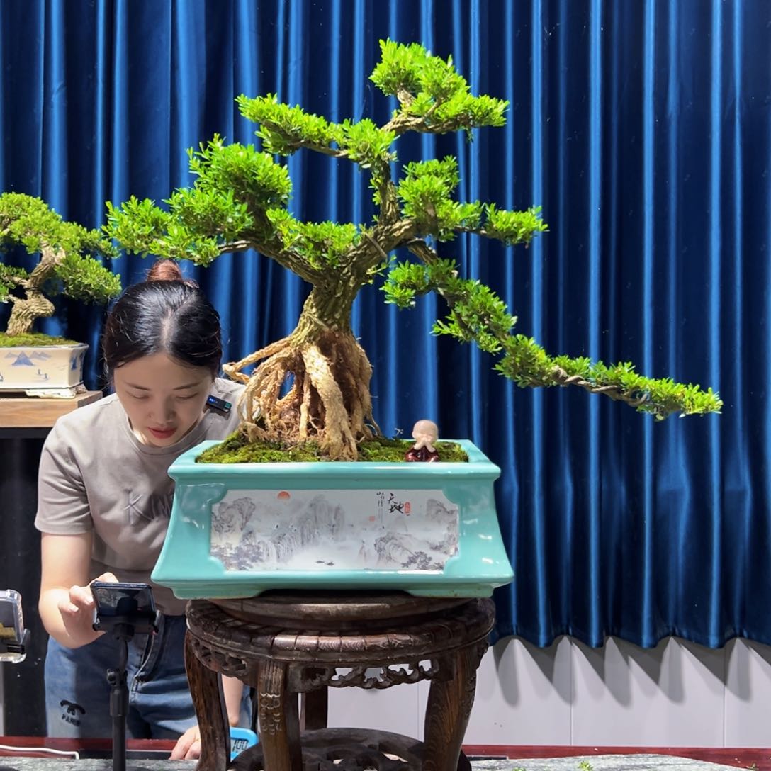 广东盆景艺术黄杨