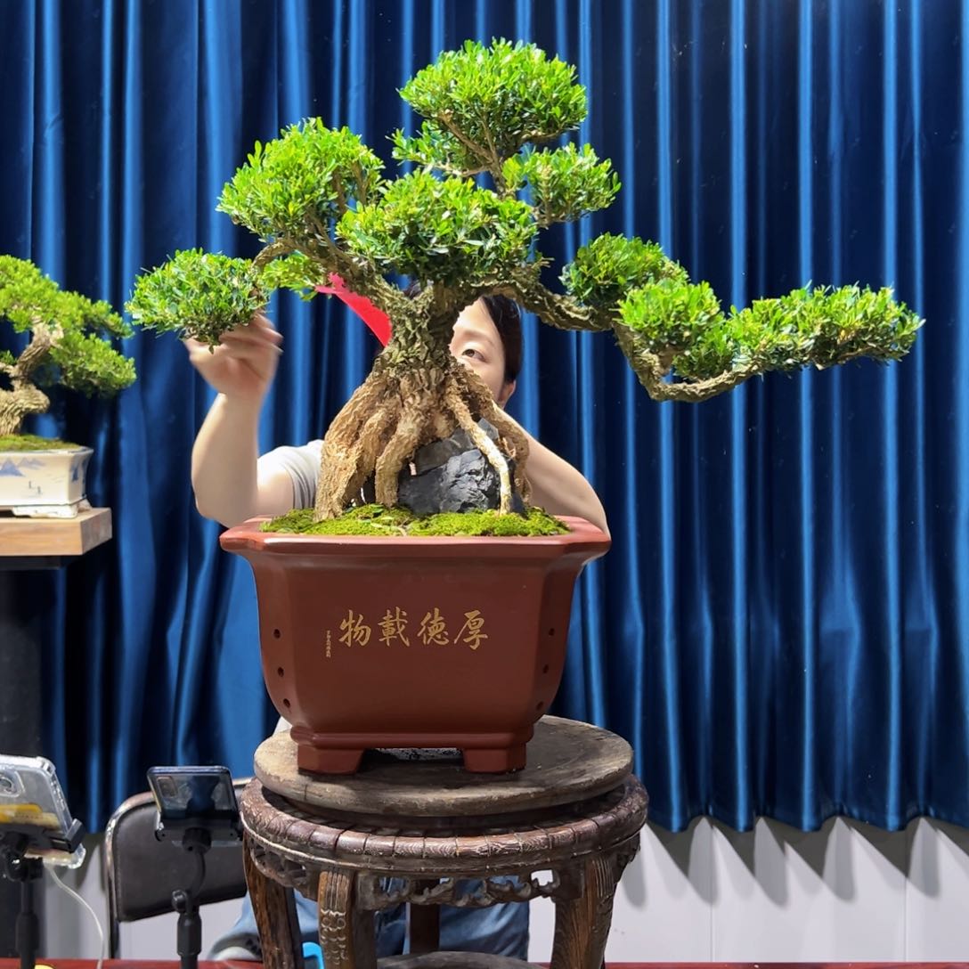 广东盆景艺术黄杨